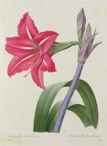 Amaryllis bresiliensis (brazylijski amarylis), rytowany przez Victora, z „Wybór najpiękniejszych kwiatów”, ok. 1827-33